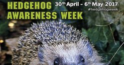 hedgehog-awareness-week-share-1-1030x541.jpg