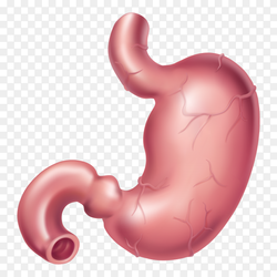 Human-being-Stomach-anatomy-shape-on-transparent-background-PNG.png